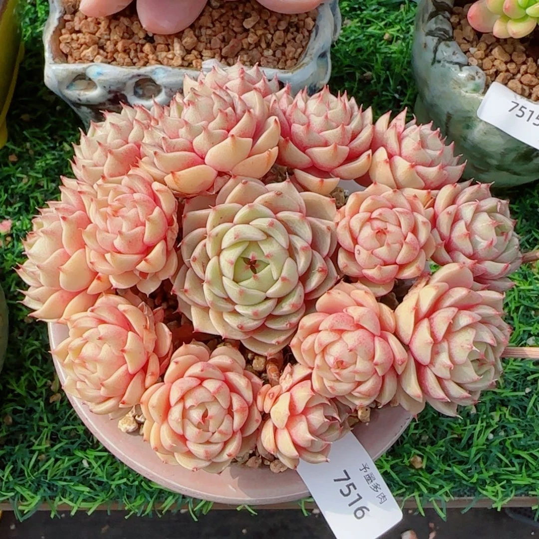 长杆笨吧无砍，7516多肉植物