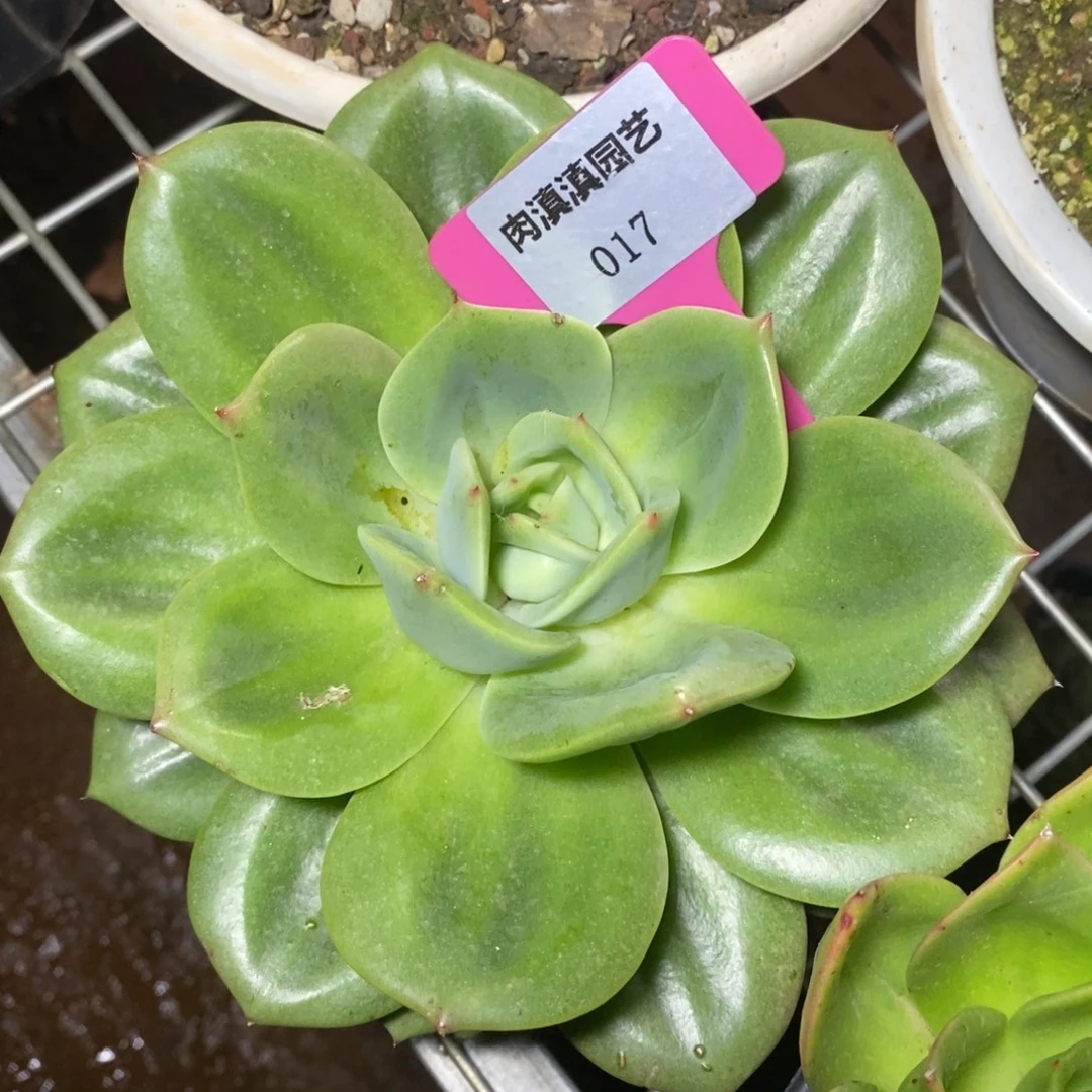 x017-多肉植物 丘比特