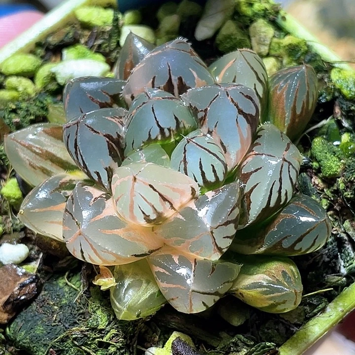 枝***风498水晶燈錦特選福利