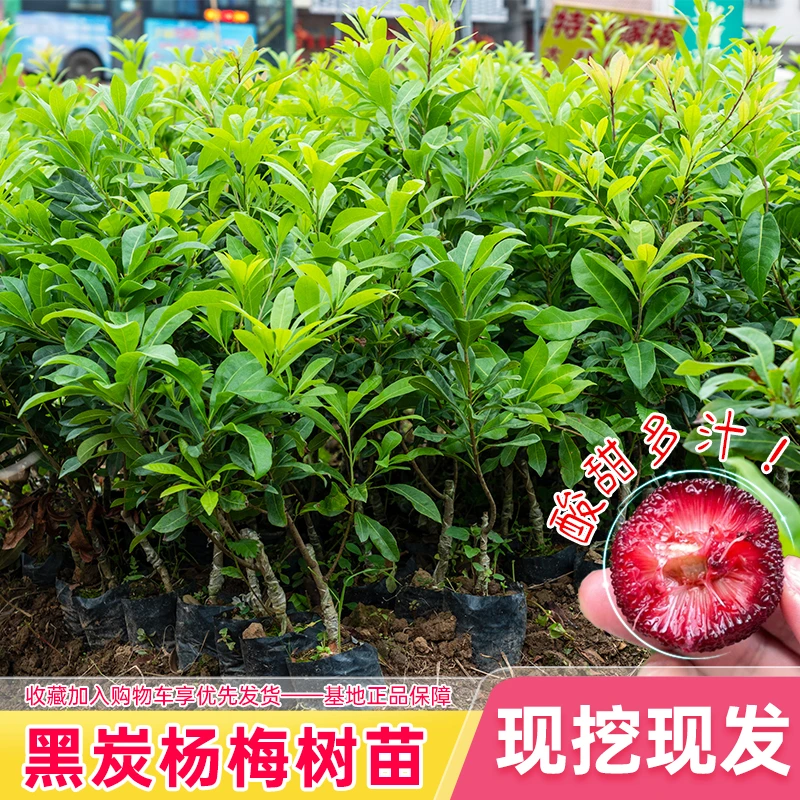 东魁杨梅树苗嫁接正宗黑炭早熟带土庭院种植乌梅大果杨梅苗果树苗
