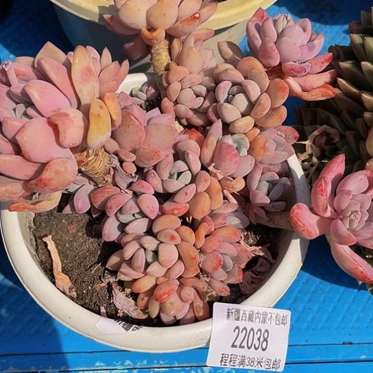 *️**白鹭22038多肉