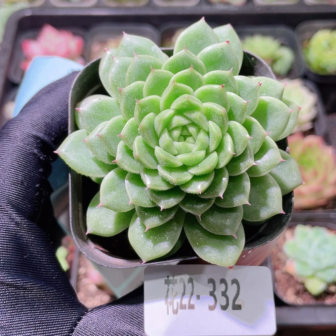 花利美22-332麦秆