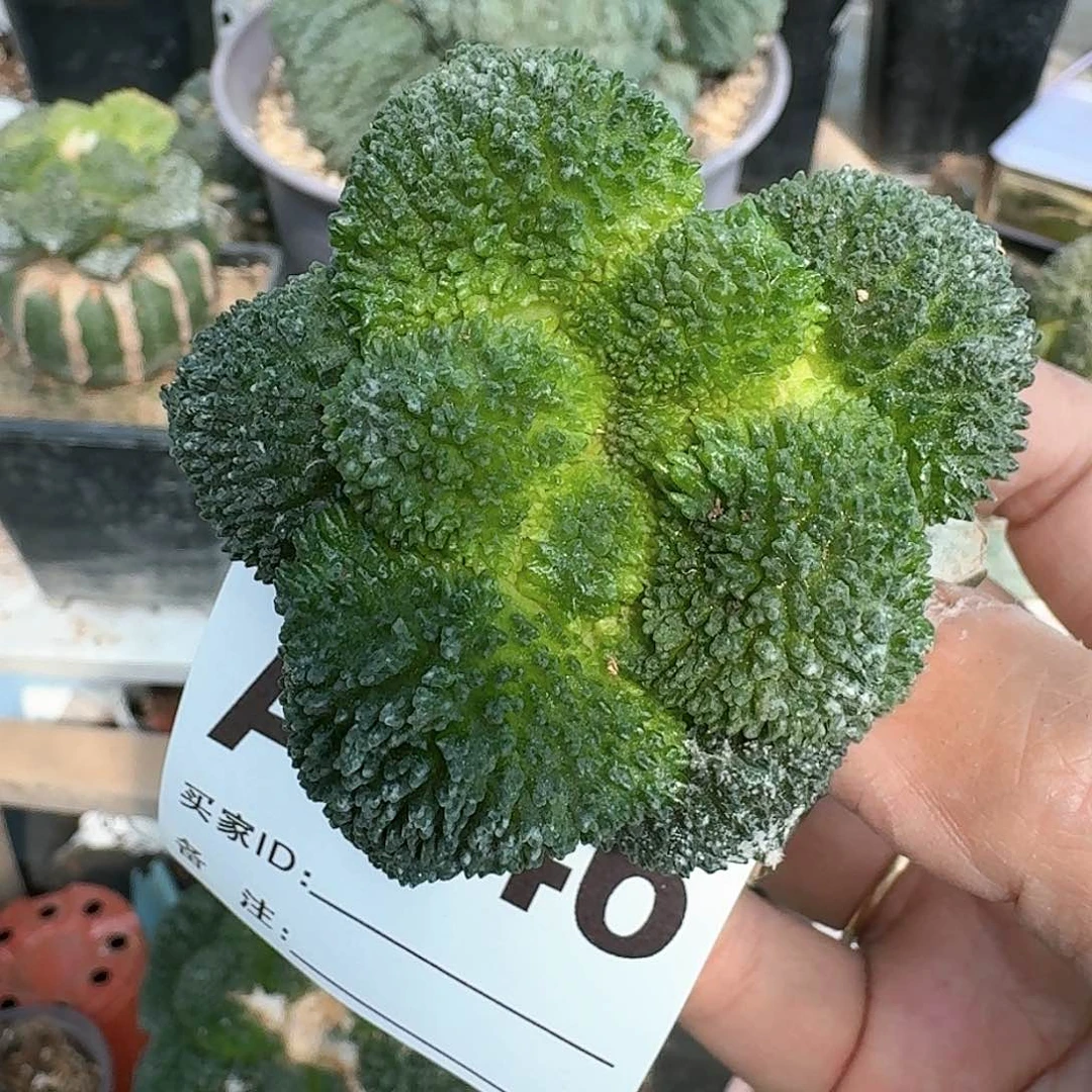 【闪购商品】舍*无毛哥斯拉946