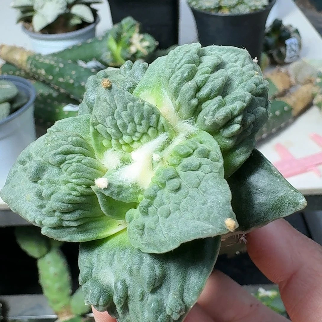 【闪购商品】无花朵瀑布涛731