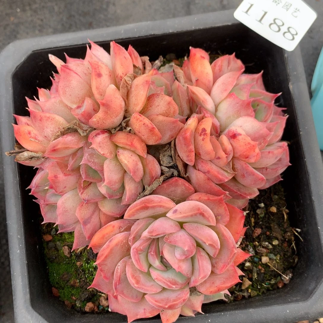 1188 杂交精品基地11厘米