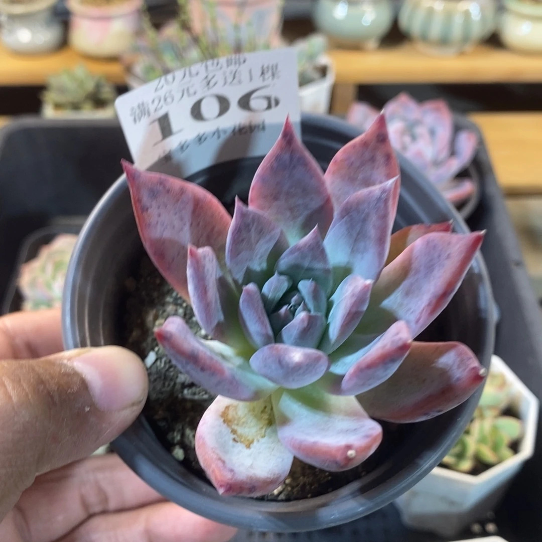 老桩布兰迪一物一拍满20包邮满26送一颗精品多肉