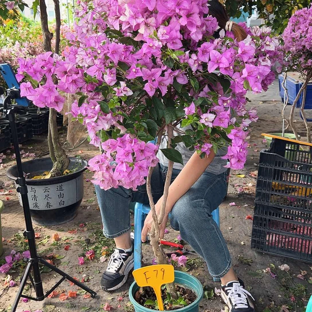 莉***爷大部分花苞少量开放F79雪紫