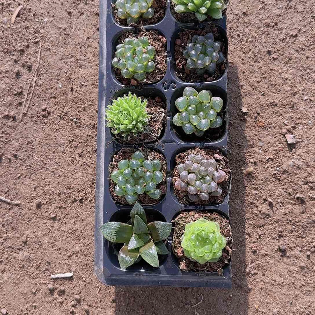 直播一物一拍多肉42