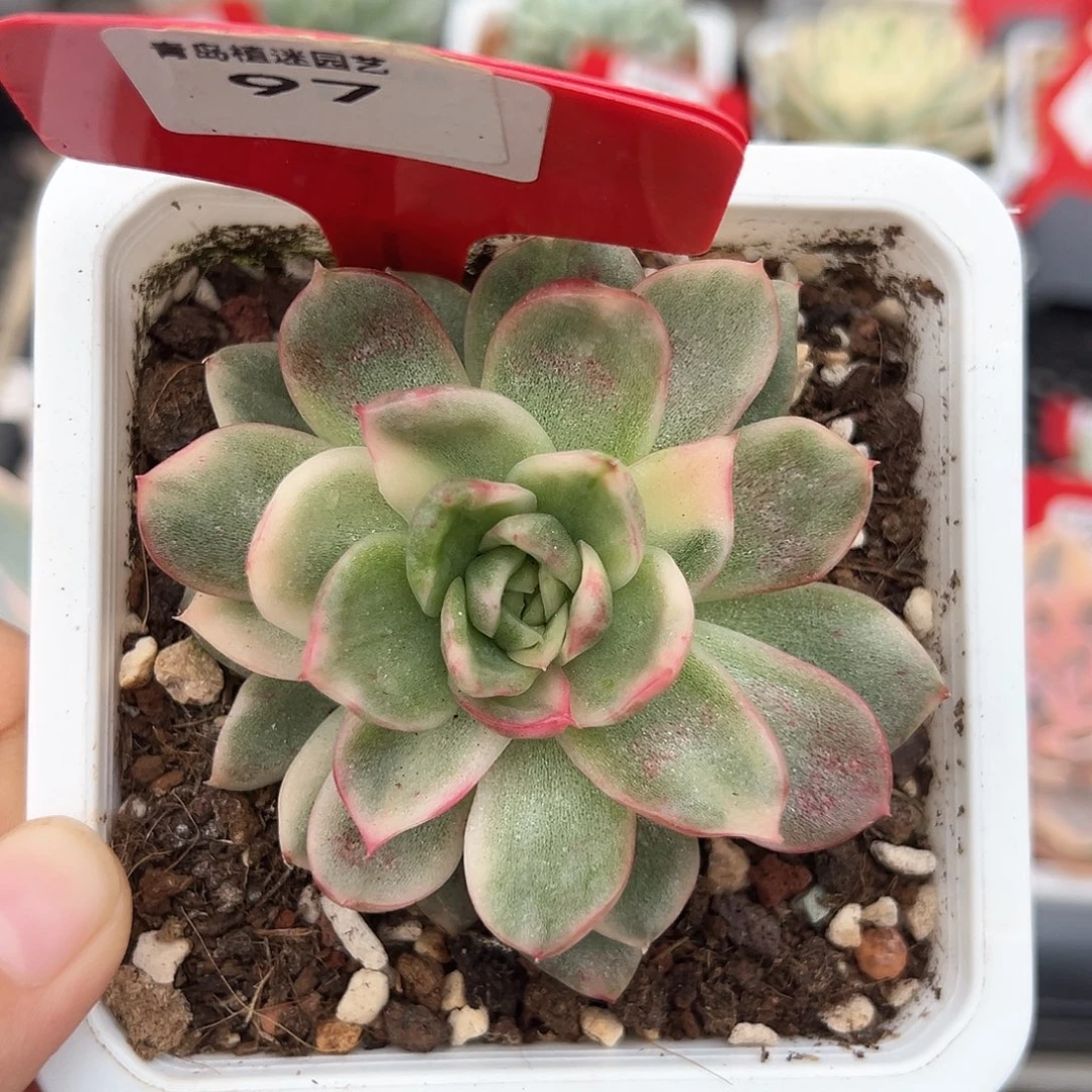 97号弗罗瑞安娜锦多肉植物