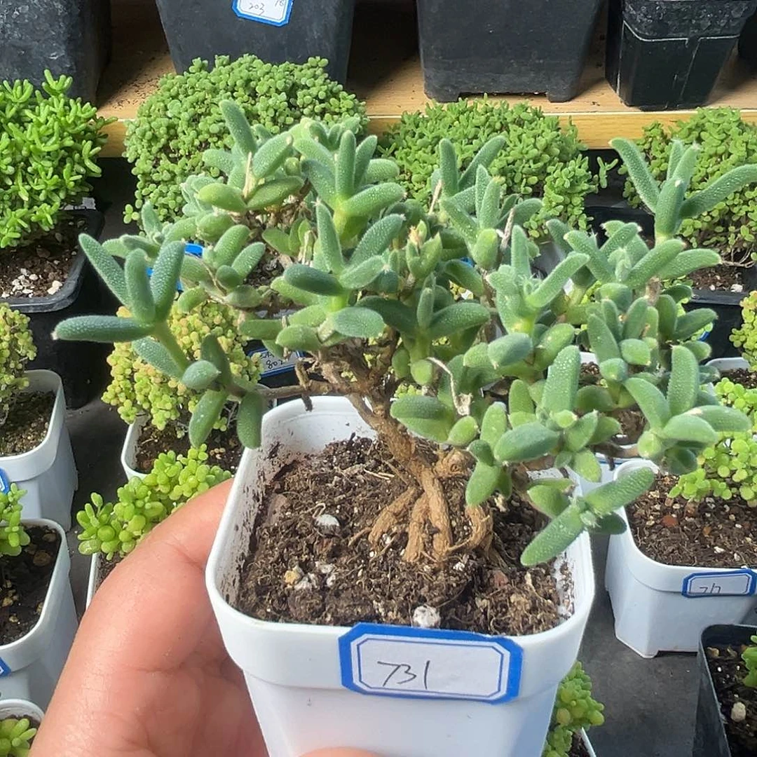 780香蕉。