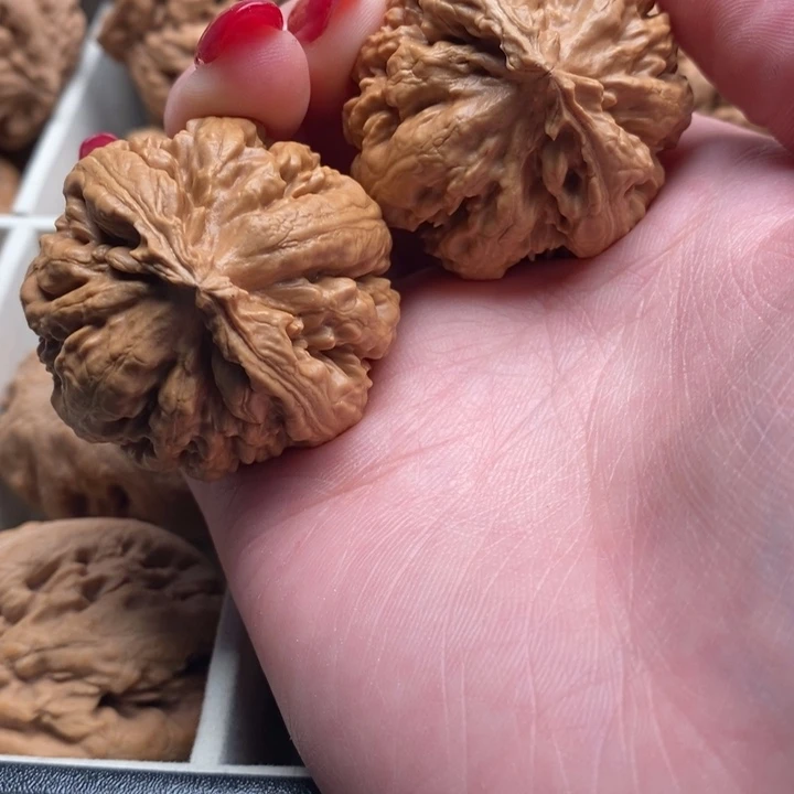 我***相霸王龙全品无修一刀没动