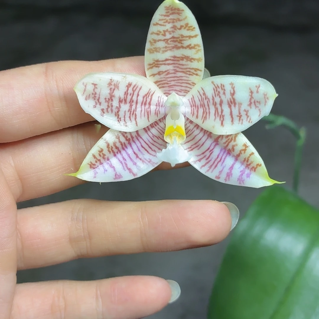 当前无花朵，栽培后可花朵A525yss1186