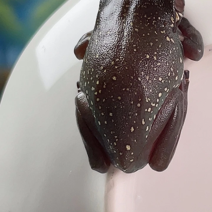 卖***0老爷树蛙定向专拍专拍福利