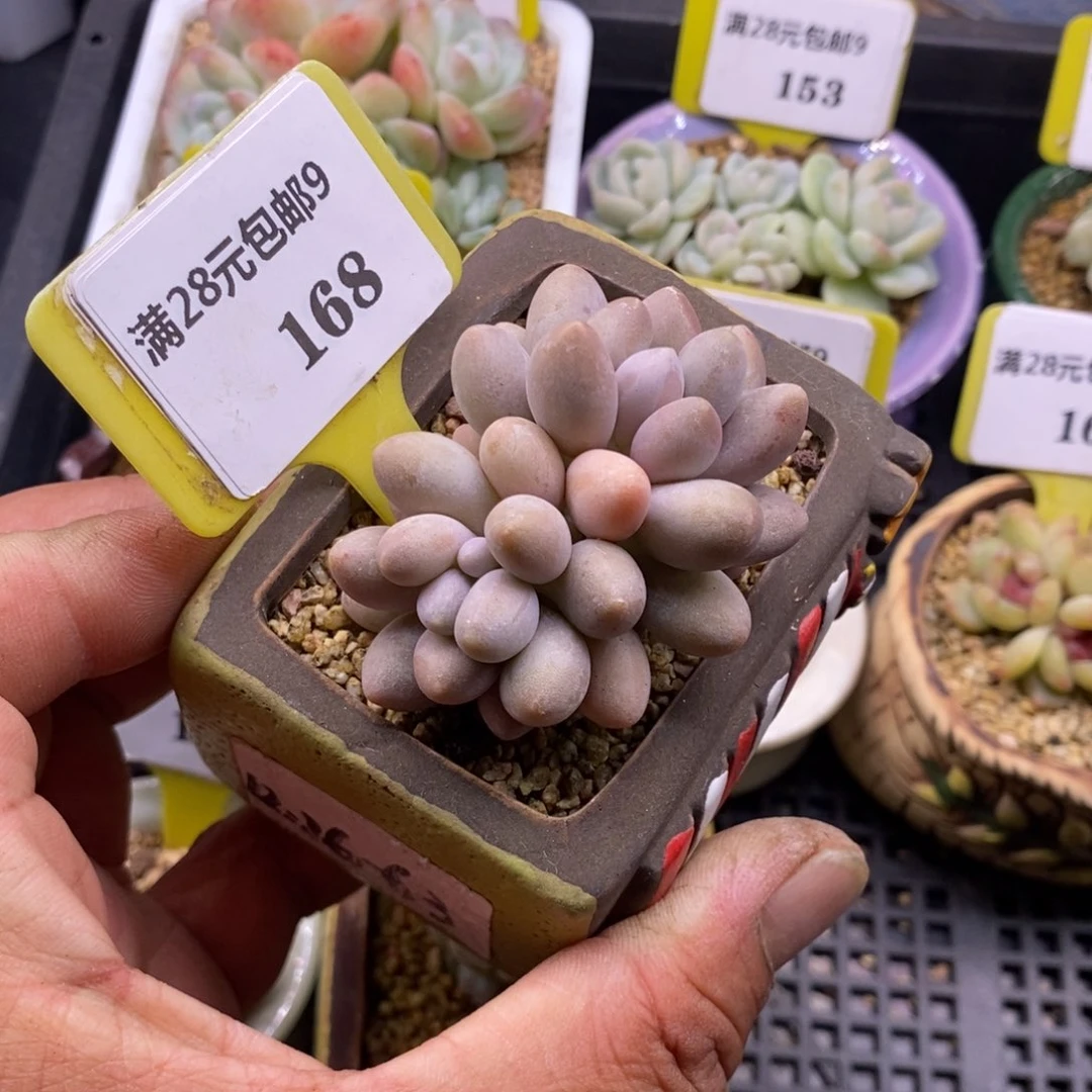 9168粉色恋人多肉