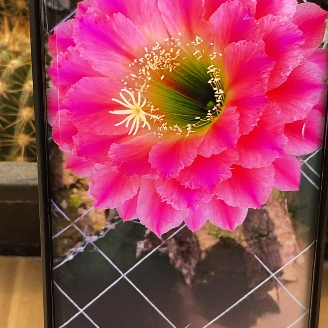 毛 16–3侧芽歪20包邮/5公分