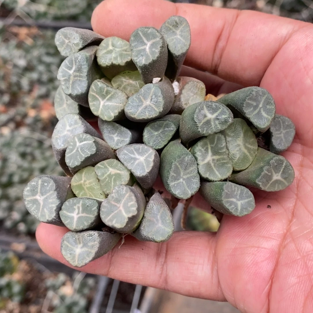 2811 一颗实生超美中万象 超级福利