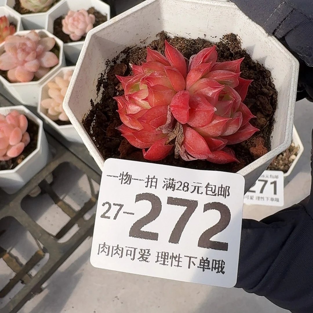 西西里无盆土发货无