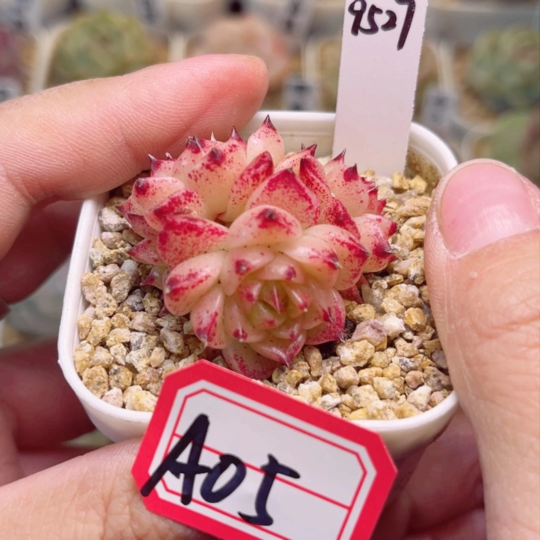 A05一物一拍 9527珍妮麦秆
