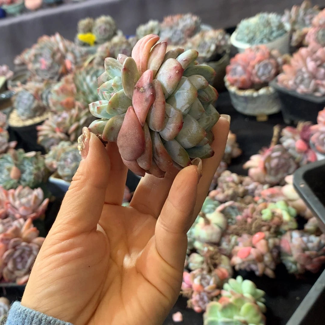 哈哈哈哈哈哈哈哈哈