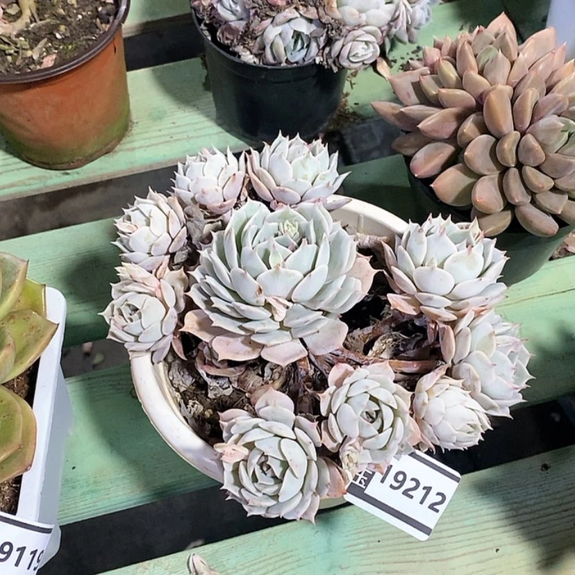 【闪购商品】麻**锅露娜莲19212