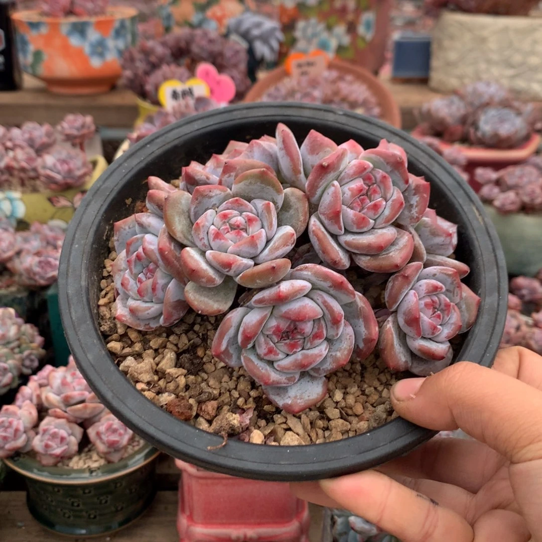 哈哈哈哈哈哈哈哈1