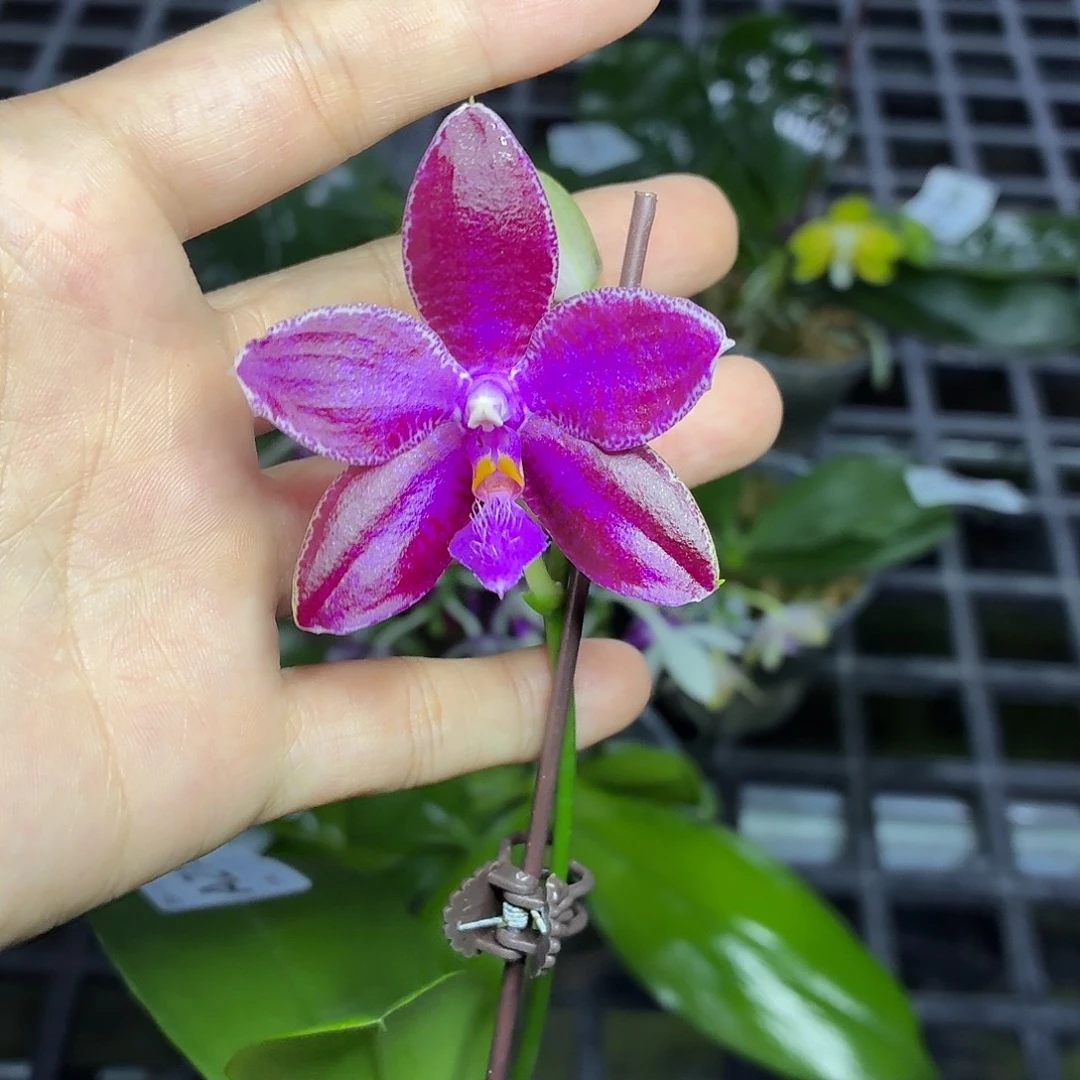当前无花朵，栽培后可花朵A2163路德交蓝牛