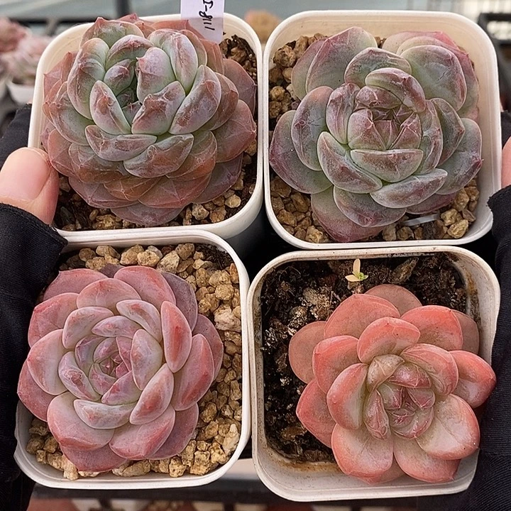 1118-516。冰魄珍妮4个