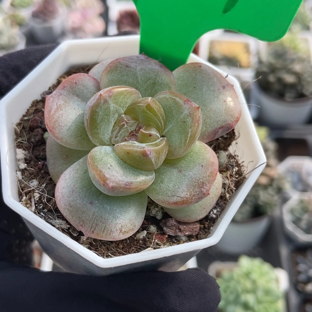 921粉钻多肉植物多肉