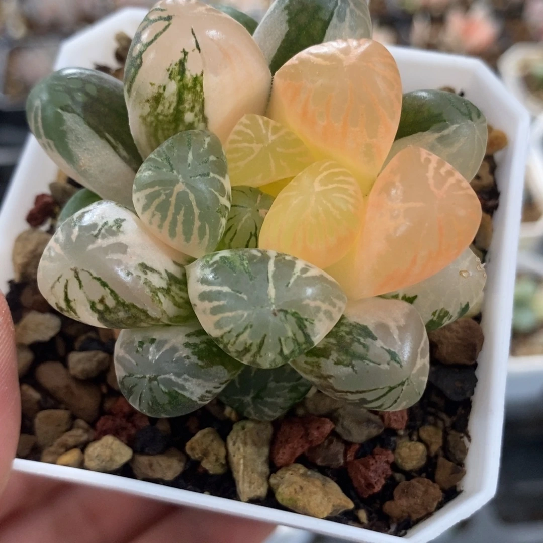 26塑料皮玉露锦一物一拍