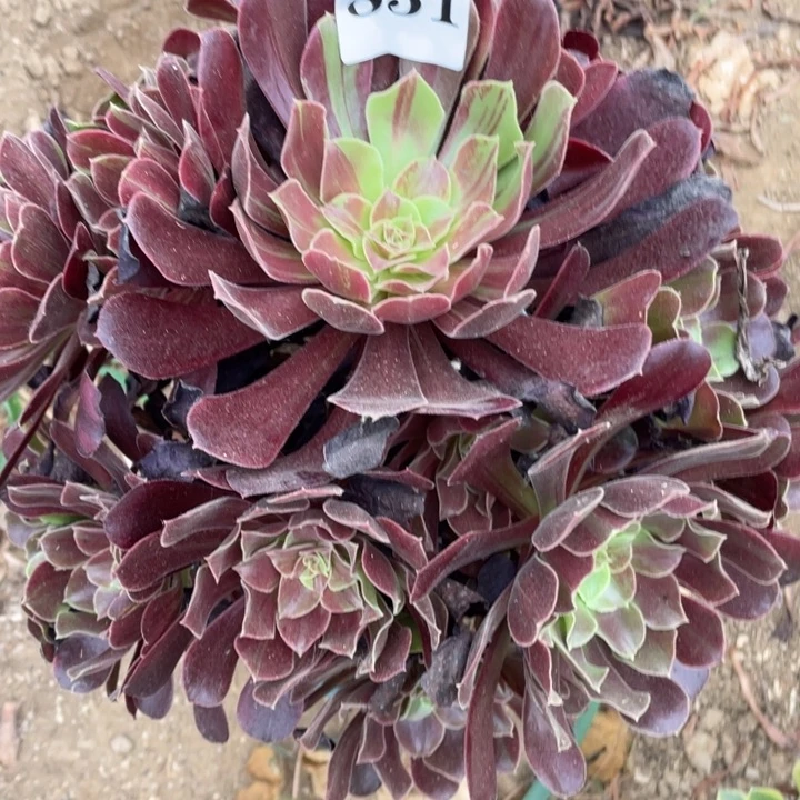 无花朵831多肉植物欧若拉