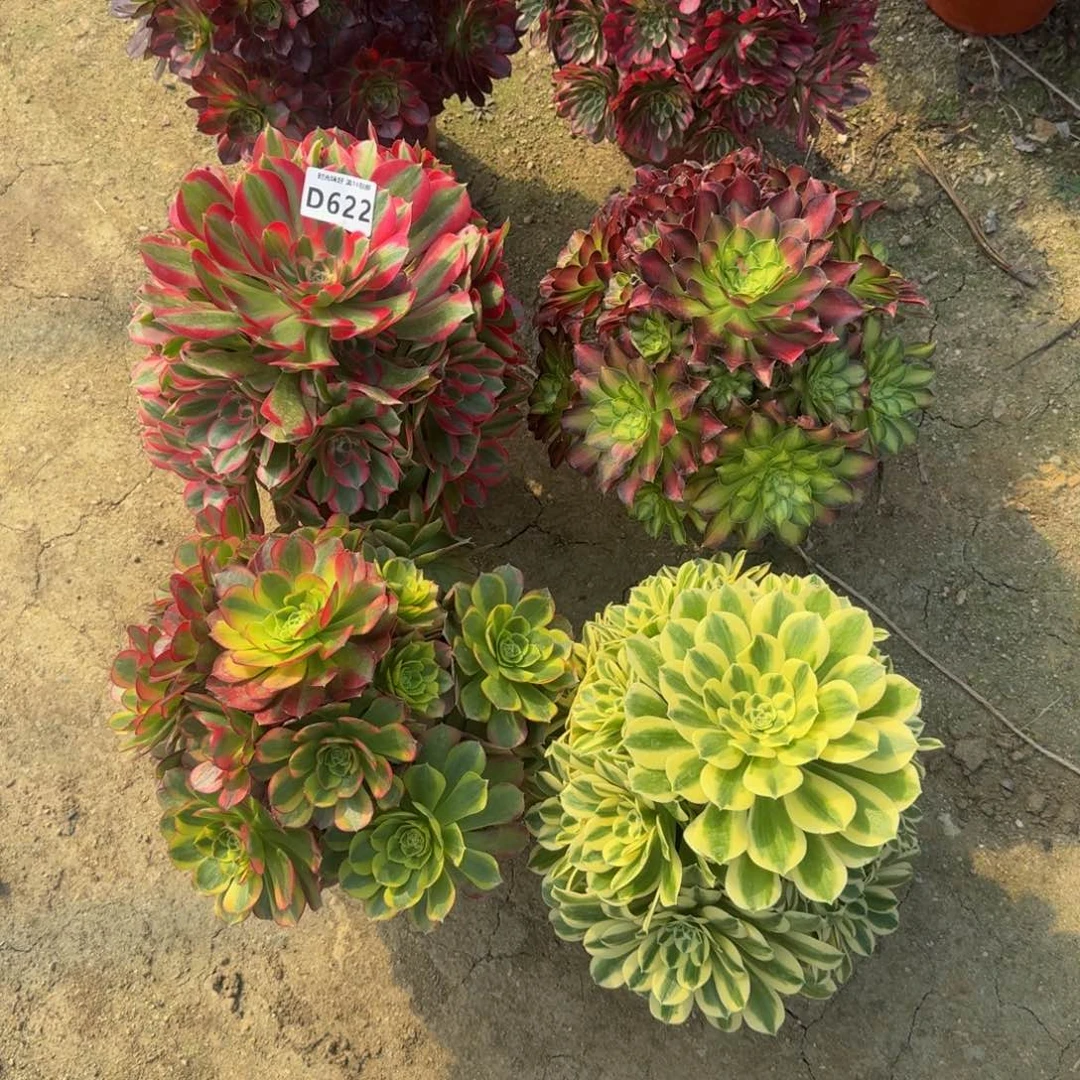 V***n622六颗老庄。