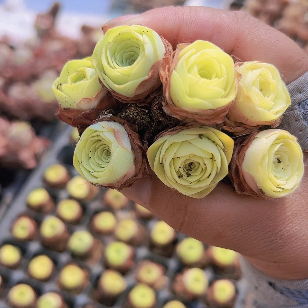 黄玫瑰苗28个玫瑰