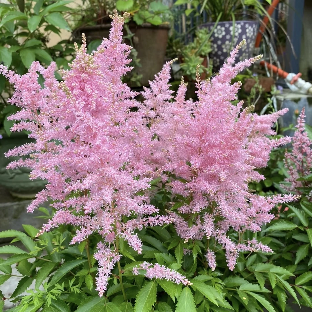 络新妇【颜色选拍】盆栽多年生毛茸茸开花植物庭院阳台爆花强