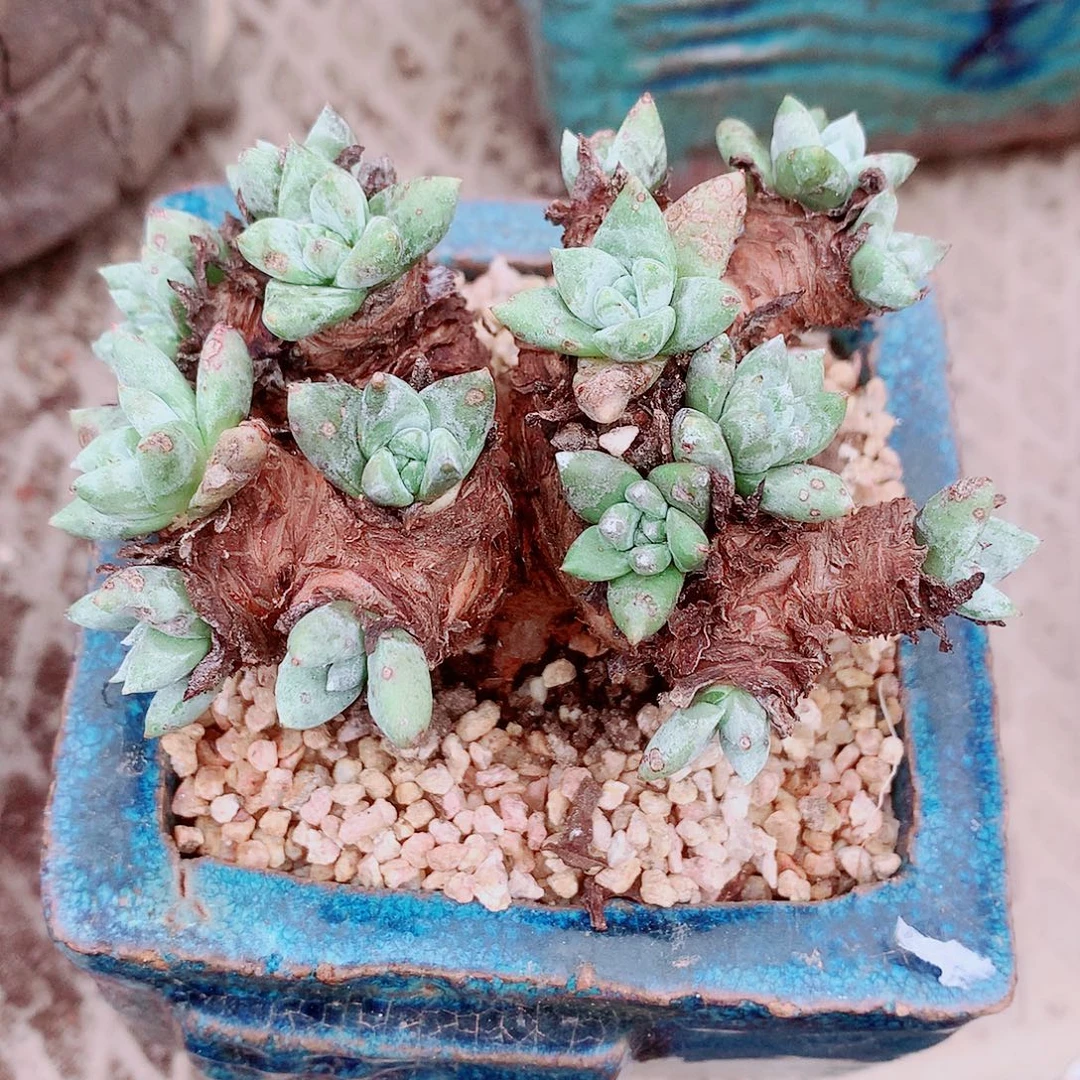 1746苹果叶杂交仙女杯多肉