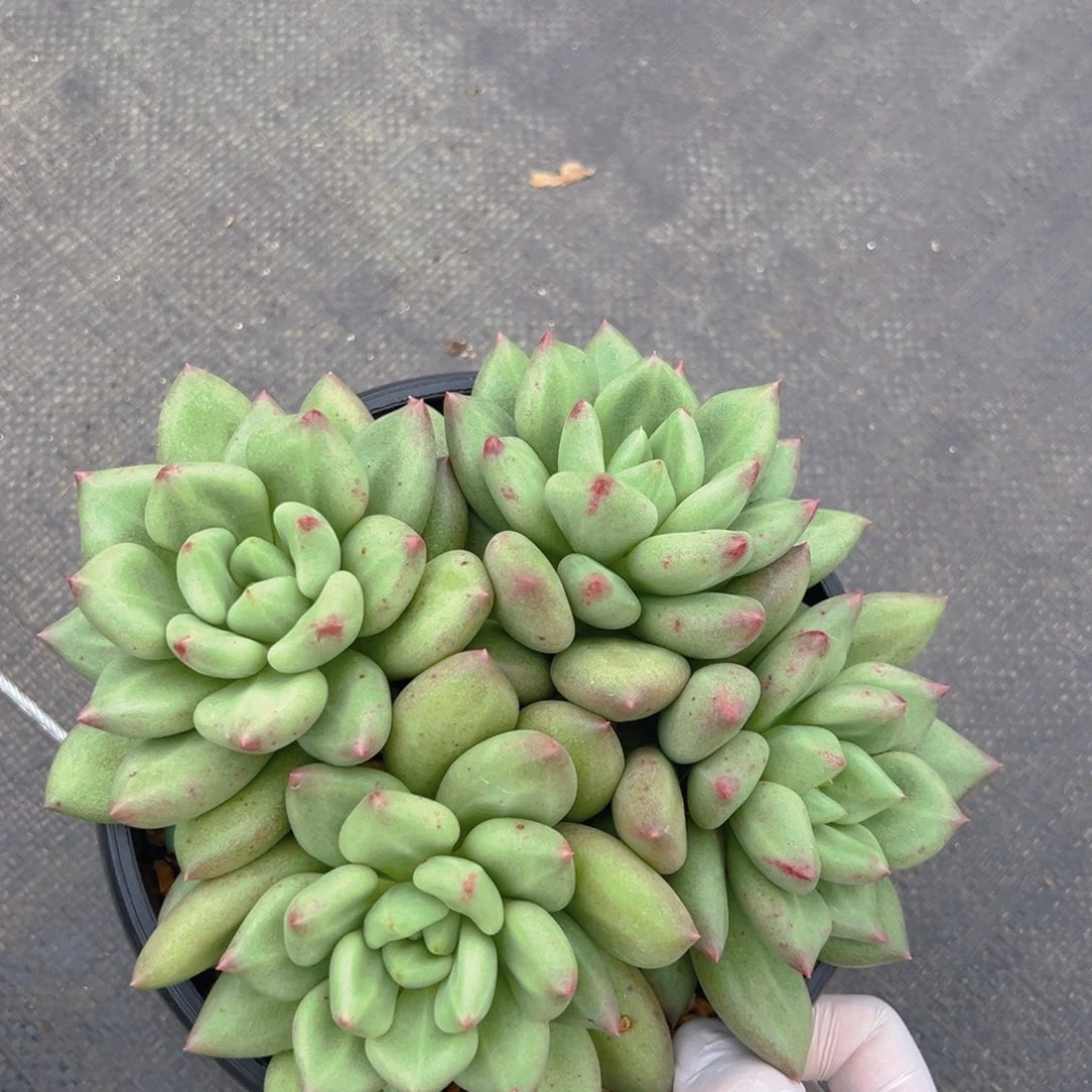 82711111111111111111111