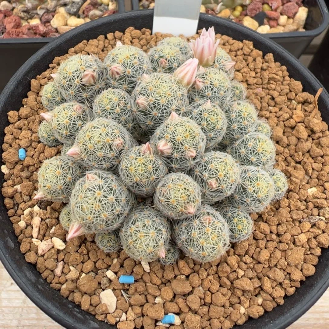 219实生根吉赛尔多肉植物带盆土