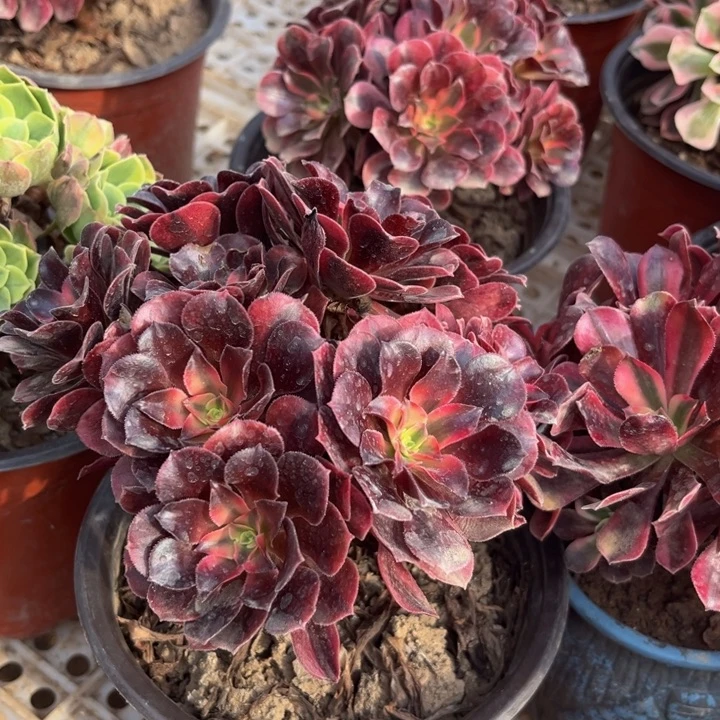 3个小美杜莎裸根脱土