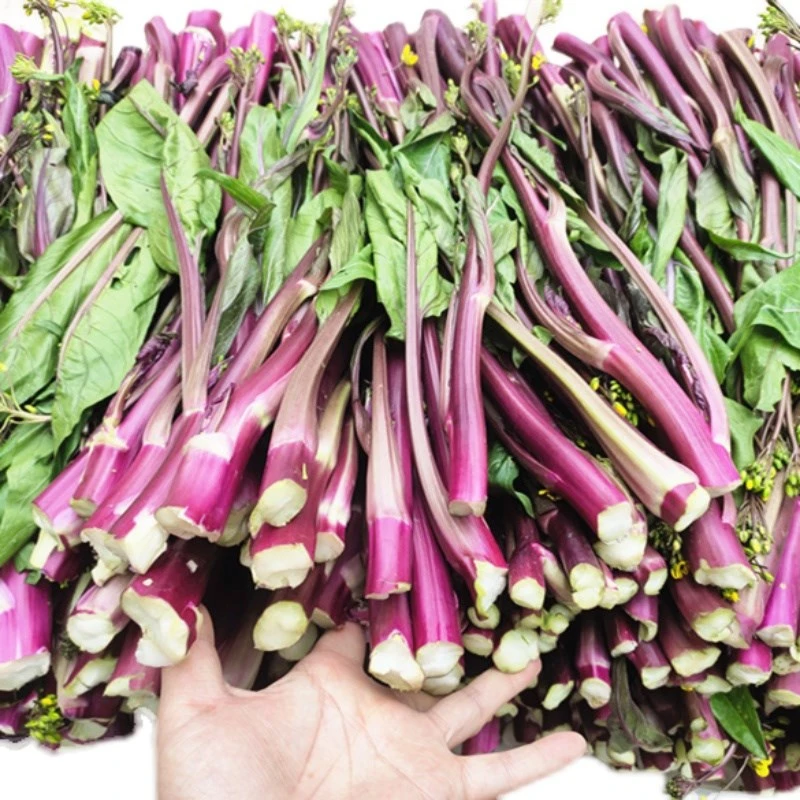 湖北高端红菜苔约700g±20g/份（350*2）