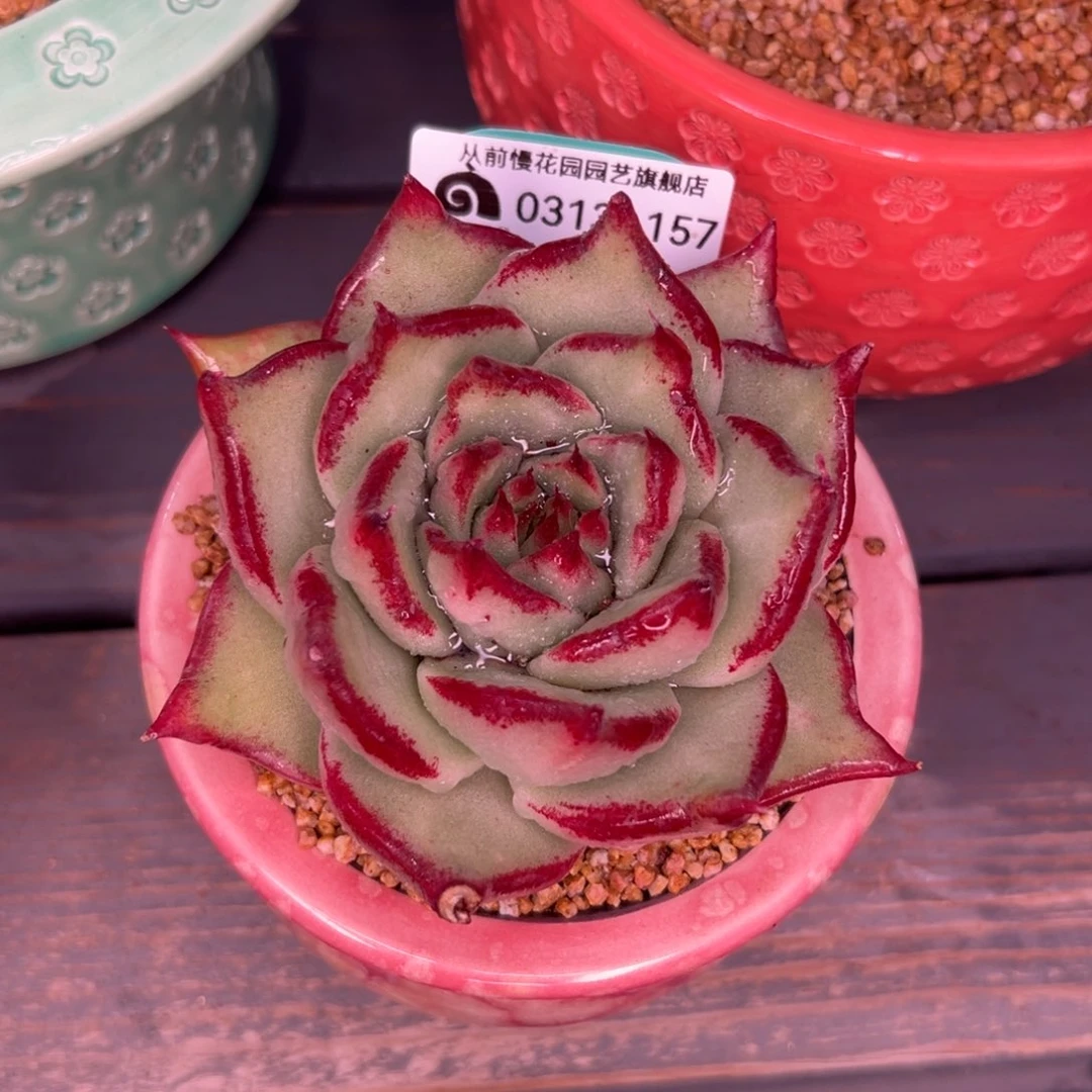 秋多肉一物一拍0313-157