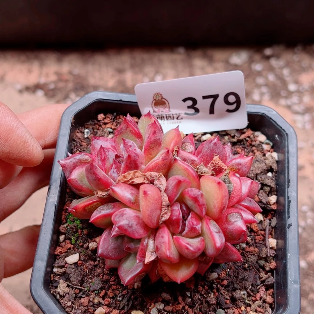 烟*。多肉植物多肉植物
