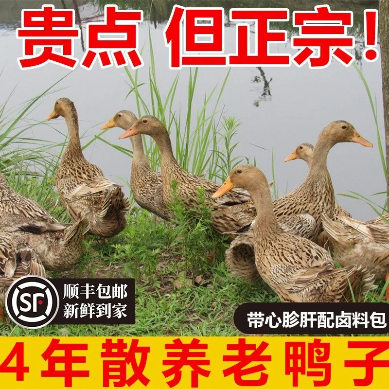 顺丰包邮鲜活农村水库正宗散养5年老鸭子心胗肝新鲜土鸭子水鸭子
