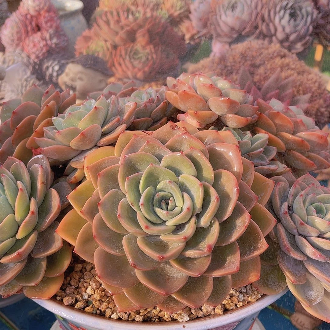 ?*然多肉粉之妍安不带盆