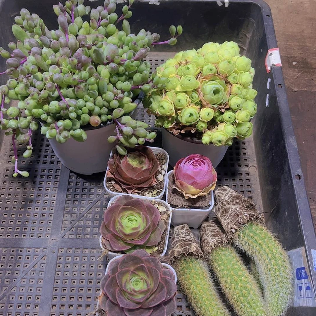 多肉341多肉植物