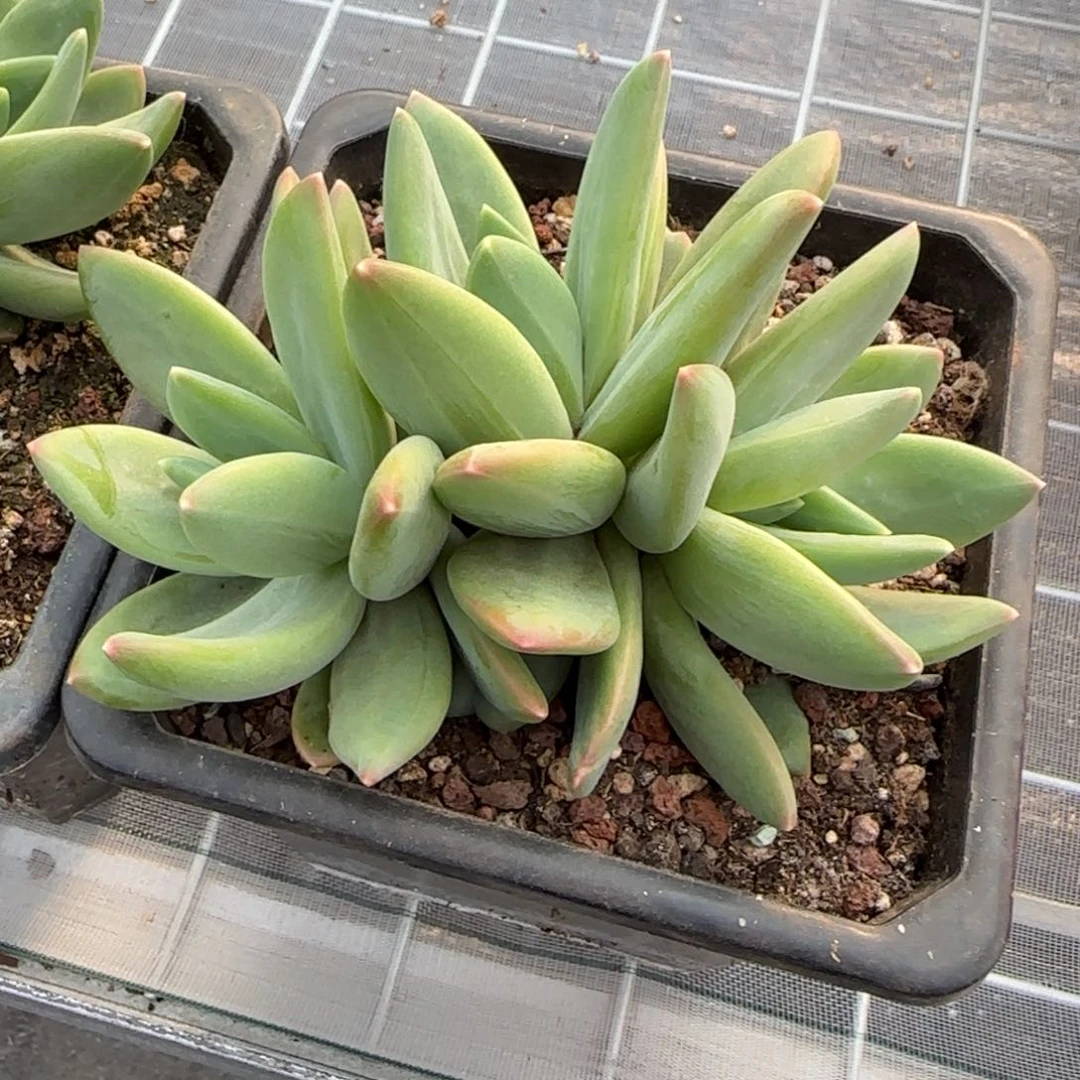 从前慢花园精选多肉海洋之歌