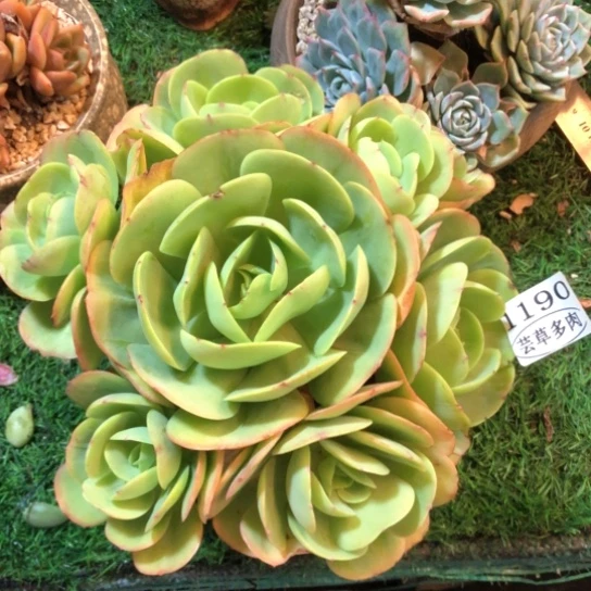 鸡蛋碧桃，1190，一物一拍