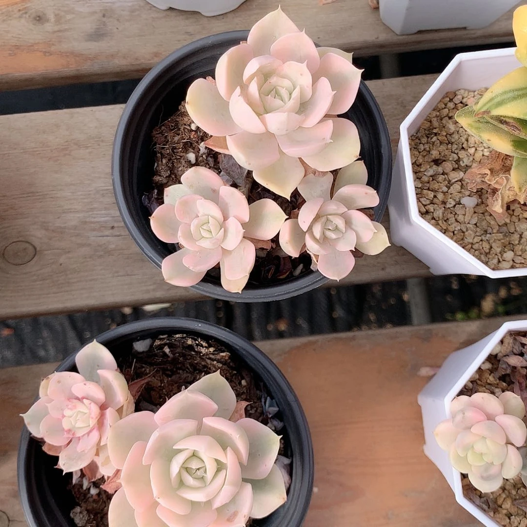 鲁氏锦多肉植物老桩