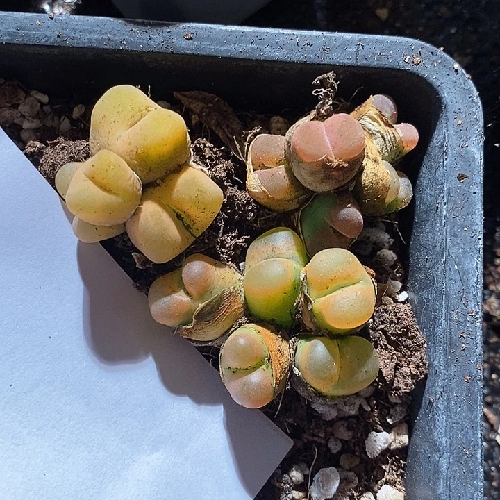 23360。    一组多头。   群生。