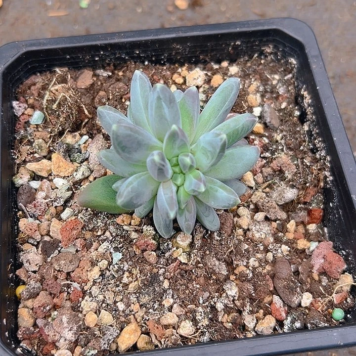 雪戴利缀特福利福利福利