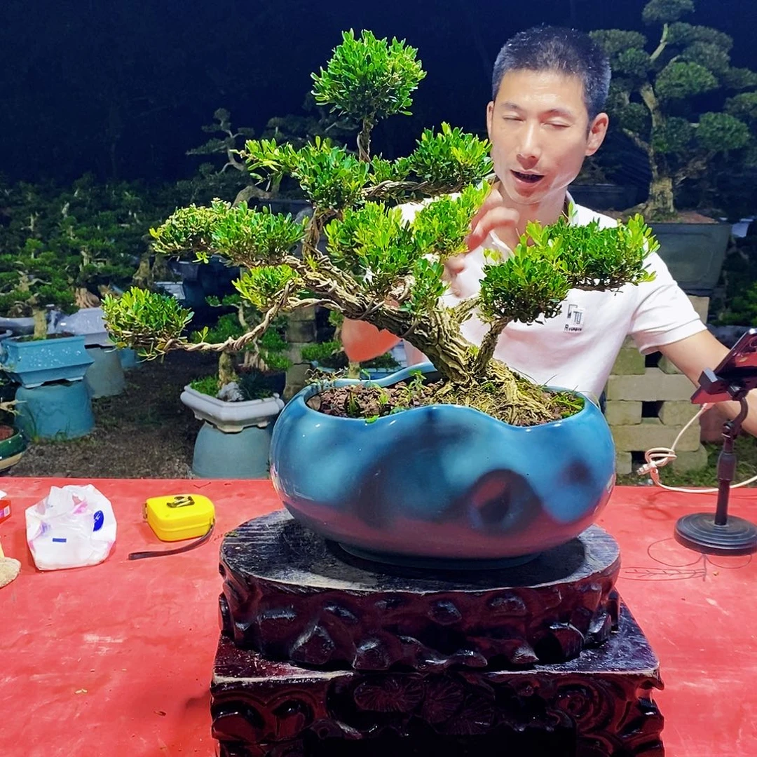 完全开放广东黄杨盆景