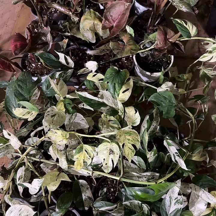无花朵薄荷麒麟尾➕圣诞➕一颗随机